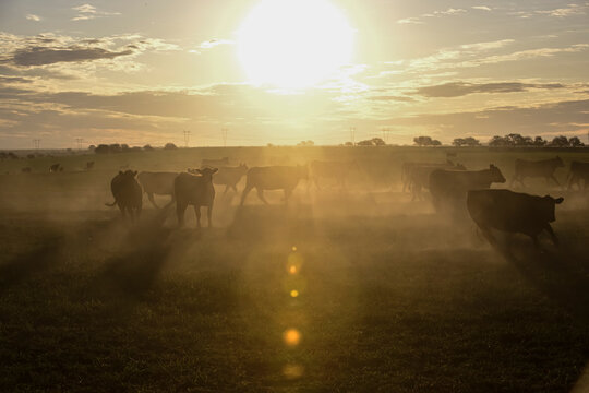 Cattle herd grazing in the field at sunset, in the Pampas plain, Patagonia, Argentina - Powered by Adobe