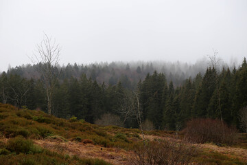 Landschaft im Schwarzwald, Deutschland. Im Herbst mit Nebel im Wald