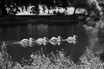 Great White Pelicans swimming in St James Park Lake near the Buckingham Palace