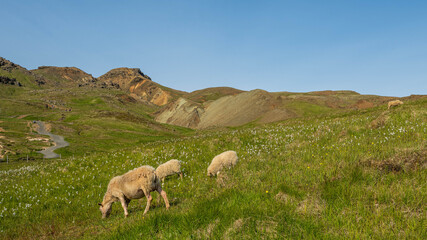 sheep in the mountains of Iceland