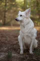 Obraz premium Close-up of a white fluffy dog sitting on a forest floor, looking attentively to the side. Background is softly blurred with sunlight filtering through trees, highlighting the dog's alert expression