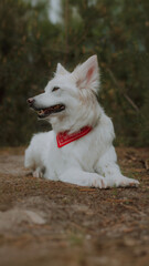 White fluffy dog lying on the ground in a forest, wearing a red bandana and looking to the side with a relaxed, happy expression. Peaceful outdoor pet portrait.