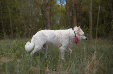 Obraz premium White dog wearing a red bandana standing in a grassy forest clearing, surrounded by tall green grass and trees on a calm spring day. Nature and pet outdoors concept.