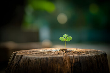 Young Sprout Emerging from Tree Stump: A Symbol of Renewal