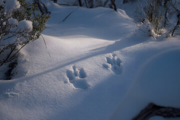 Animal tracks imprinted on fresh snow during the daytime in a wintery landscape.