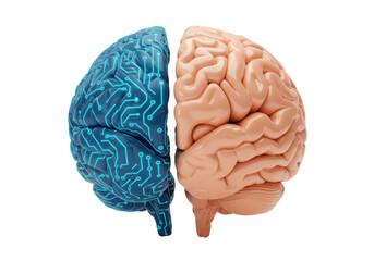 Isolated Human Brain Divided into Logical and Creative Sides