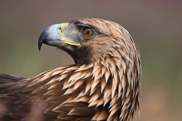 a golden eagle in the mountain on spain