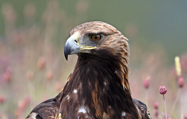 a powerful golden eagle in the mountain on spain