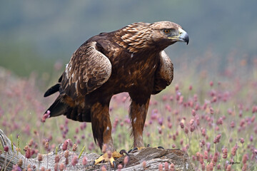 a powerful golden eagle (aquila chrysaetos) in the mountain on spain