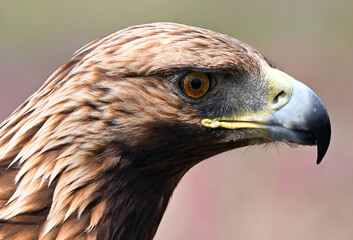 a powerful golden eagle (aquila chrysaetos) in the mountain on spain