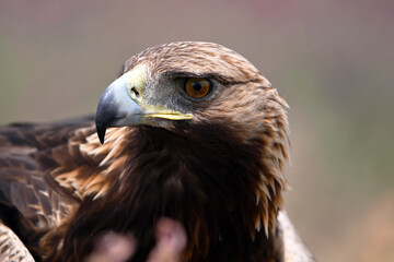 a golden eagle in the mountain on spain