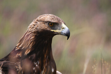 a powerful golden eagle in spain