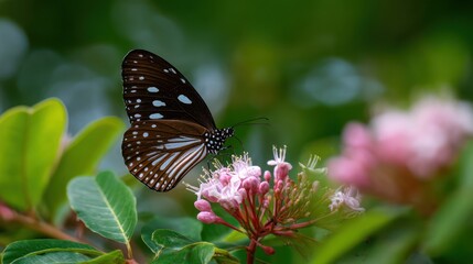 Obraz premium A colorful butterfly with patterned wings rests gently on a cluster of pink flowers