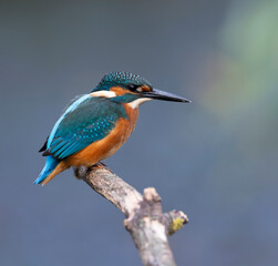 Common kingfisher, Alcedo atthis. A bird sits on a branch above the river, waiting for prey, a fish
