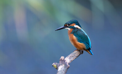 Common kingfisher, Alcedo atthis. A bird sits on a branch above the river, waiting for prey, a fish
