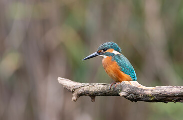 Common kingfisher, Alcedo atthis. Bird sitting on a branch, blurred background