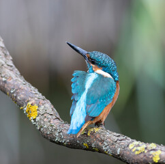 Common kingfisher. A bird sits on a branch, the wind ruffles its feathers, it looks up