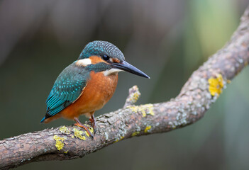 Common kingfisher, Alcedo atthis. A young bird sits on a beautiful branch above the river
