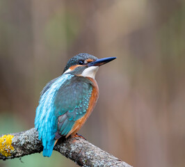 Common kingfisher, Alcedo atthis. A young bird sits on a branch, flat background