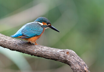 Common kingfisher, Alcedo atthis. The bird looks into the water, waiting for a fish