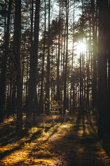 Obraz premium Nature resort photos of beautiful natural landscape - forest - woods, sand.