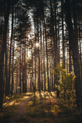 Nature resort photos of beautiful natural landscape - forest - woods, sand.