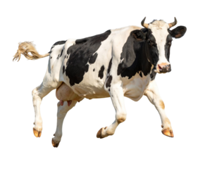 Healthy holstein friesian cow running and jumping on transparent background