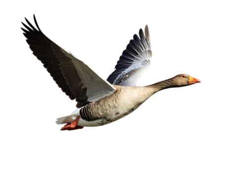 Greylag goose flying with wide open wings on transparent background