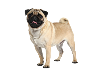 Happy pug standing on transparent background