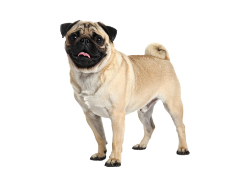 Happy pug standing on transparent background