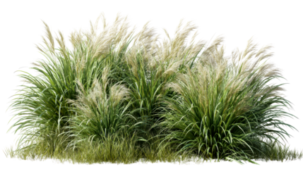 Lush green grass and pampas grass plants on a transparent background