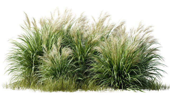 Lush green grass and pampas grass plants on a transparent background - Powered by Adobe