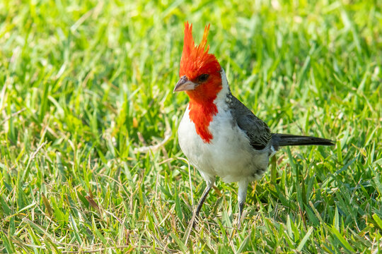 Red-crested Cardinal (Paroaria coronata) foraging in Hawaii
