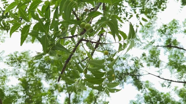 Closeup of the fruit of the neem tree, also known as nimboli, is a smooth, oblong drupe, typically 1-2 cm long. Initially green