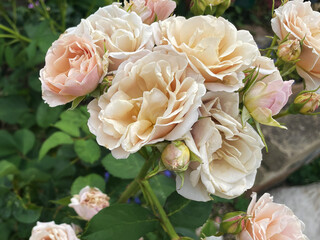 Soft Peach Roses in Full Bloom with Buds