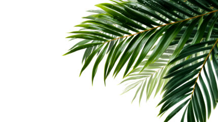 Palm leaves with droplets on a clear backdrop