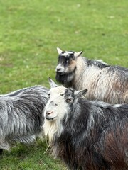 Black and white pygmy goats standing in a paddock