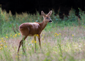 young deer in the forest