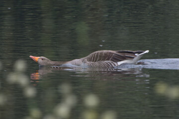goose on the water
