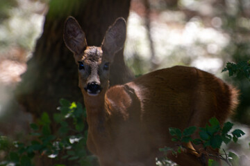 deer in the forest