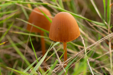 close-up of a two brown dunce cap mushroom
