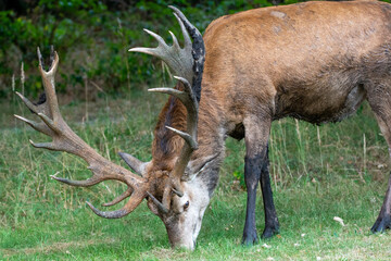 close-up of a red deer stag