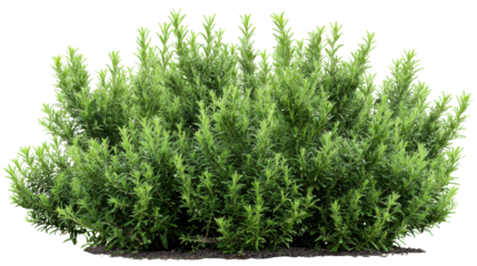 Green rosemary bush thriving in bright sunlight with rich foliage