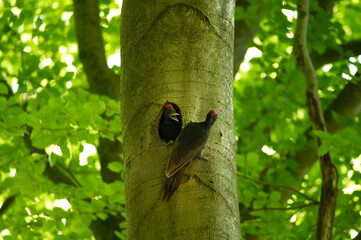 Adult and young black woodpecker in a tree hol
