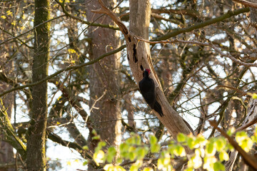 Black woodpecker on a tree 