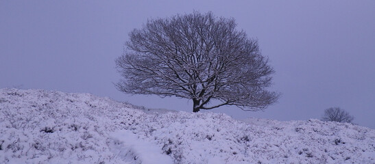 tree in the snow