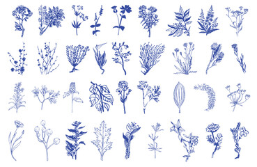Blue floral botanical illustrations collection plants