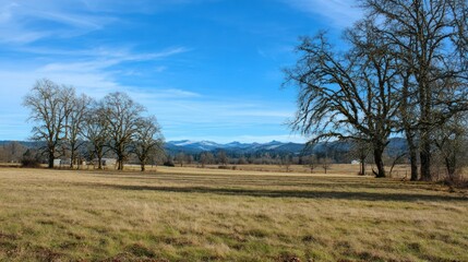 Obraz premium Expansive landscape features barren trees in a field under a bright blue sky, distant mountains
