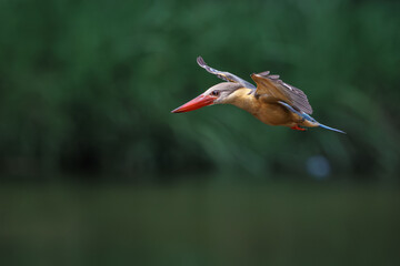 Stork-billed Kingfisher, Pelargopsis capensis, in flight before diving and catching fish in water, massive kingfisher with a large scarlet bill, habitat near lake or pond, bird spreading wings