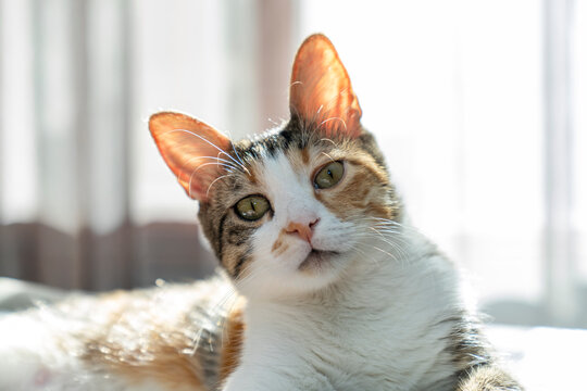 Portrait of a domestic cat with yellow green eyes, looking, sleeping  curiosity. Pet feline expression, whiskers detail, adorable animal face, indoor cat photography concept. pet ownership, friendship
